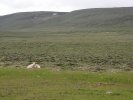 Omnipresent sheep along Kjölur route