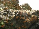 Colourful lichen
