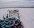 Dog Sledge MPEG