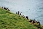 Puffin colony