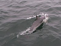 Common Dolphin