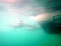 Dolphins under water