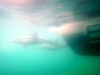 Dolphins under water