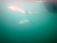 Dolphins under water