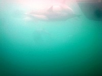 Dolphins under water