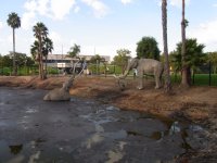 Tar Pits