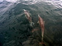 Common dolphins