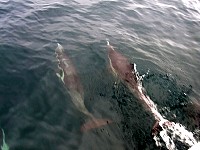 Common dolphins