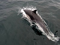 Common dolphins