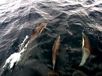 Common dolphins