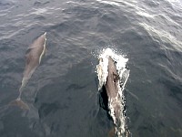 Common dolphins