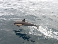 Common dolphins