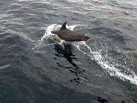 Common dolphins