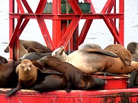 Sea lions on buoy