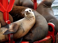 Sea lions on buoy