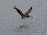 Dana Point Pelicans