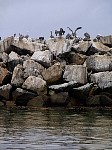 Dana Point Pelicans