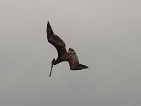 Dana Point Pelicans