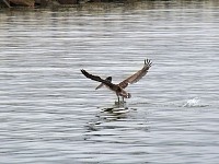 Dana Point Pelicans