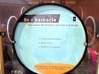 Be a barnacle