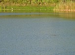 Crocodile in lake