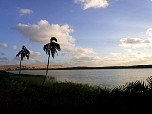 Palms at lake