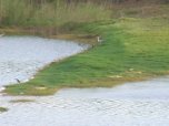 Crocodiles on lake shore