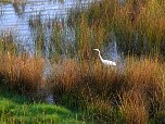 Heron at lake