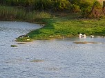 Crocodiles on lake shore