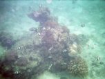 Snorkeling at the 'house reef'