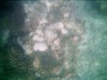 Snorkeling at the '2 mile reef'