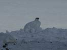 Ptarmigan