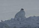 Ptarmigan