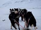 Sledge dogs ready to go