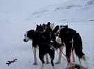 Sledge dogs ready to go