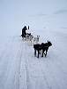 Dog sledge on the trail