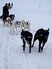 Dog sledge on the trail