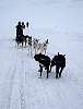 Dog sledge on the trail