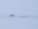 Svalbard reindeer grazing