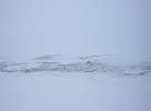 Svalbard reindeer grazing