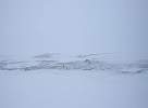 Svalbard reindeer grazing