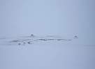 Svalbard reindeer grazing