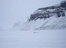 Svalbard seals