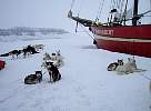 Noorderlicht with dogs