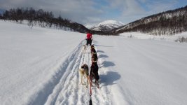 Six dogs on eight dog line
