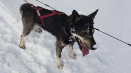 Sled dog Svarten