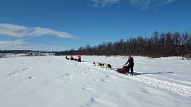 Dogsledding on Karasjohka river