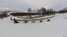 Kirkenes sled dogs starting their tour