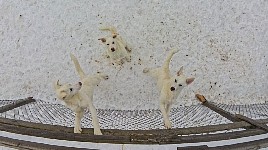 Puppy pens
