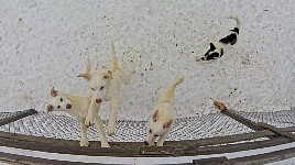 Puppy pens